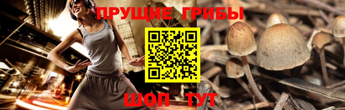 Губкинский  Псилоцибиновые грибы Cubensis  Вход с VPN  Галлюциногенные грибы прущие грибы 